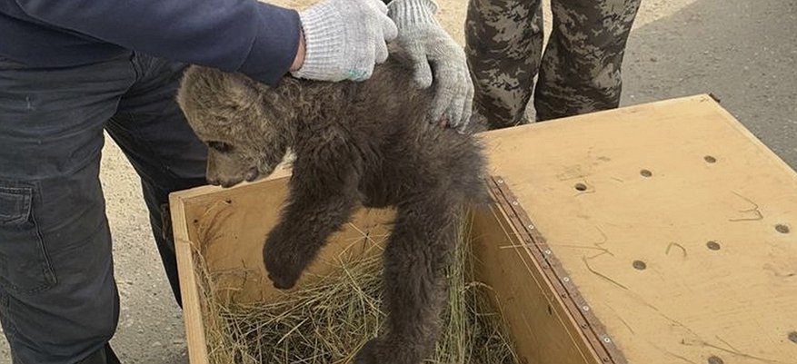 В Кировской области спасли еще одного медвежонка