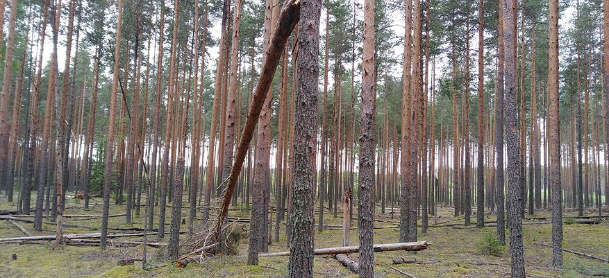 В Кировской области незаконно вырубали лес