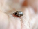 Клещи проснулись и успели покусать первых жителей Кировской области