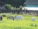 Через козье молоко клещевым энцефалитом заразились 5 кировчан