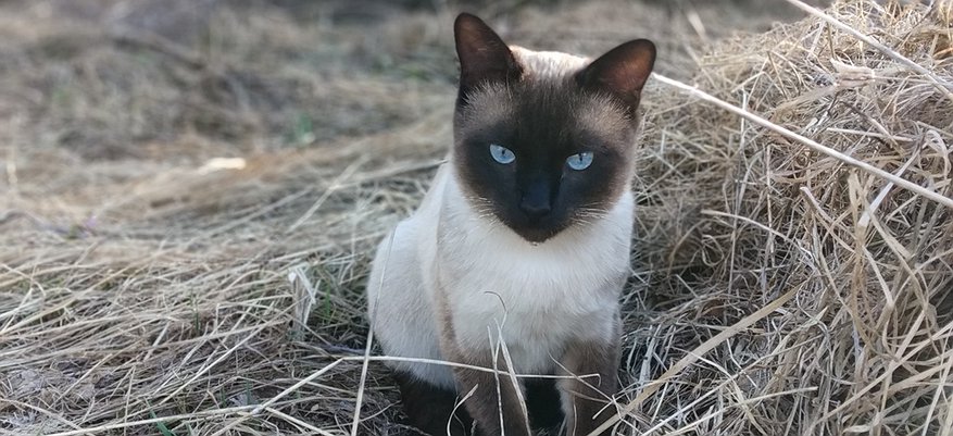 В Вятскополянском районе объявлен карантин из-за бешенства у кошки