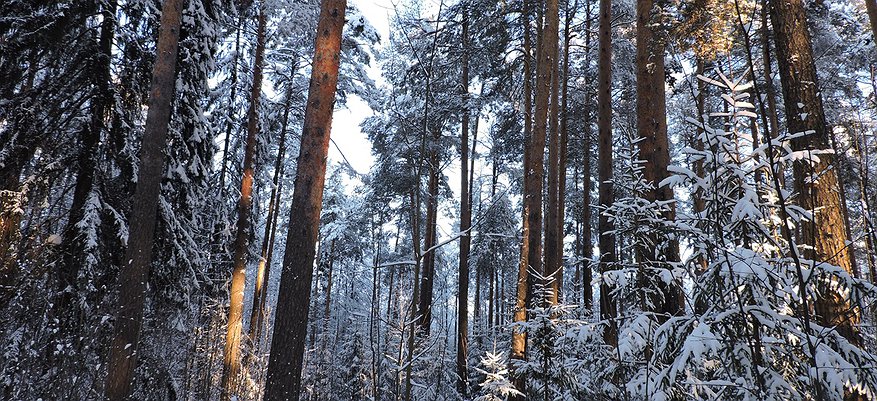 В Кировской области работодатель уволил мастера леса за прогул и поплатился