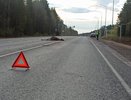 В Кировской области на дороге погибло семь лосей и два кабана