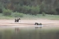 Кировскому рыбаку удалось запечатлеть на видео семью косолапых