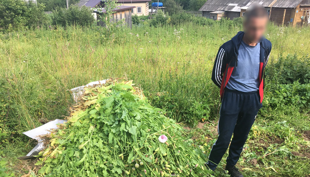 Какие травы запрещено выращивать в огороде. Запрещенные растения на участке. Запрещенные растения на дачном участке. Запретные травы. Растения запрещенные в огороде.