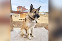 Полицейские проводят проверку по факту расстрела собаки в Кирове