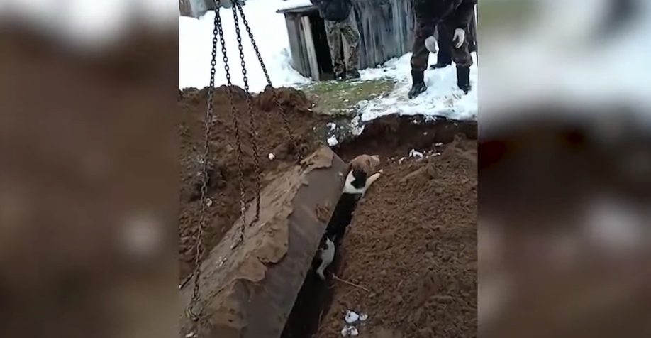 Подробности о спасении животного, застрявшего в опасной ситуации