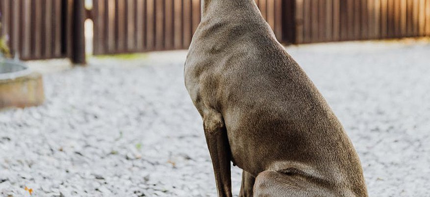 В Кировской области ребёнок получил 10 тысяч за укусы бродячей собаки