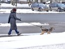 В Кировской области на девочку набросилась собака