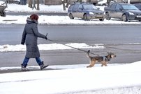 В Кировской области на девочку набросилась собака