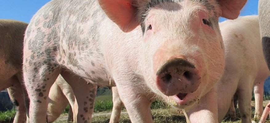 Рядом с Кировской областью выявили очаги африканской чумы свиней