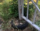 Кировчан могут привлечь к ответственности за использование старых шин