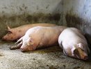 В 2 районах Кировской области ввели карантин из-за африканской чумы свиней