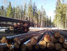 В Кировской области на делянке рабочего убило деревом