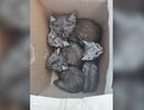 В Котельничском районе рабочие нашли коробку с котятами на мусорке