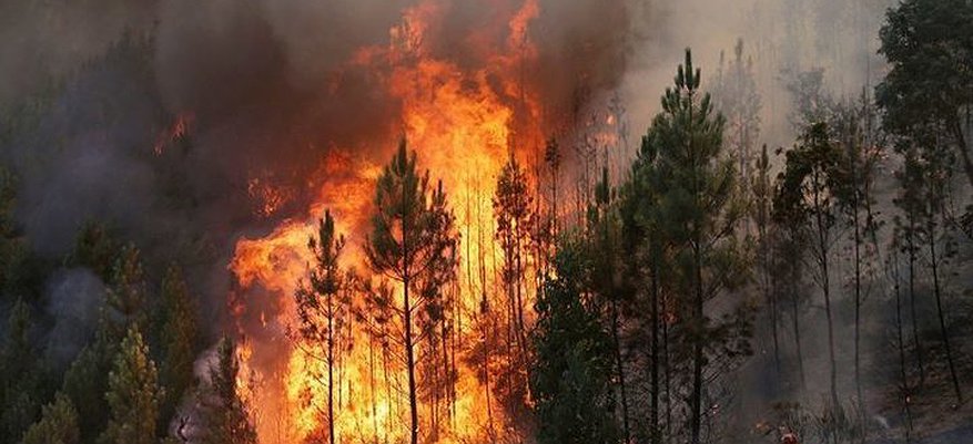 В Кировской области горит 2,6 гектара леса