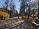 Кировчане могут остаться в истории города, посадив дерево