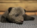 В тверском приюте рассказали о состоянии трех медвежат из Кировской области