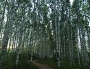 Жители Кировской области виновны в 80% лесных пожаров