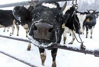Похищенную в Кировской области корову нашли в другом регионе