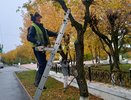 В Кирове обрезают деревья, чтобы были лучше видны фонари