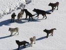 Такого нашествия волков раньше не было: хищники атакуют Кировскую область
