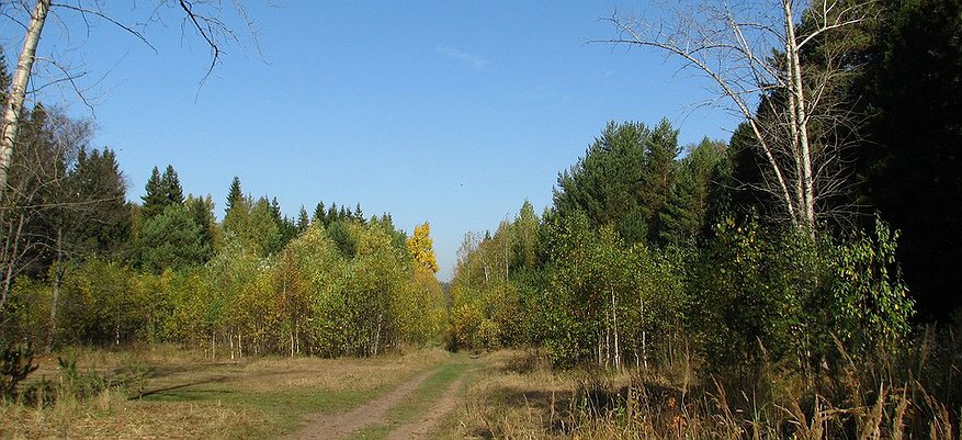 Пенсионерка из Кировской области 4 дня блуждала по лесу