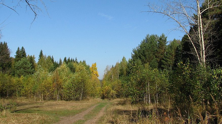 Главная картинка новости: Пенсионерка из Кировской области 4 дня блуждала по лесу