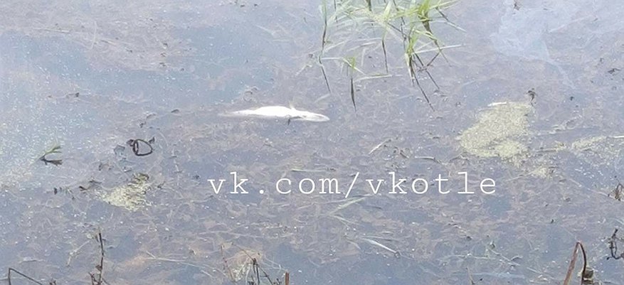 В Котельниче заметили массовую гибель рыбы в реке