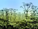 Война с борщевиком в Кировской области отложена на следующий год