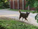 В Кировской области собаки покусали четверых детей