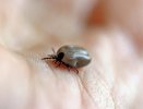В два раза больше кировчан заразились клещевым боррелиозом в 2022 году