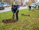 В Кирове посадят тысячу деревьев