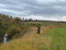 В Кировской области охотники убили 200 волков, чтобы снизить их численность