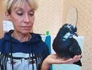 Украинские беженцы привезли с собой в Киров грача, голубей и кошку