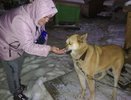 В Кировской области построят государственный приют для животных