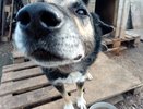 В Кировской области собака покусала 10-летнюю девочку