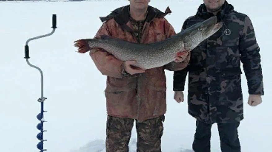 В Кировской области из пруда выловили 12-килограммовую щуку