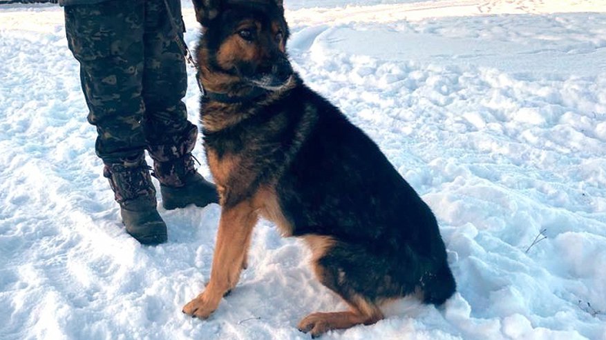 В Кировской области ищут новый дом для служебных собак, которые «вышли на пенсию»