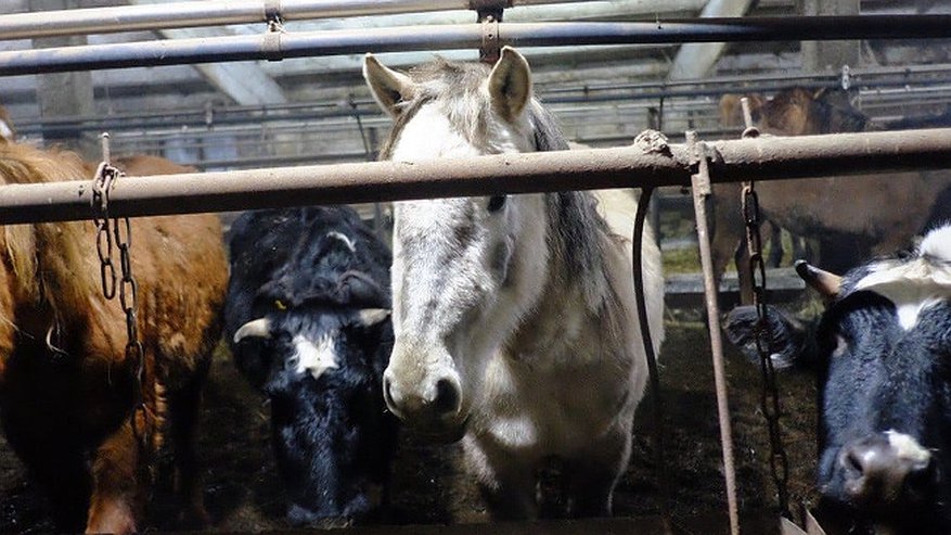 Животных на кировской ферме морили голодом: «Трупы лежат прямо у стойла»