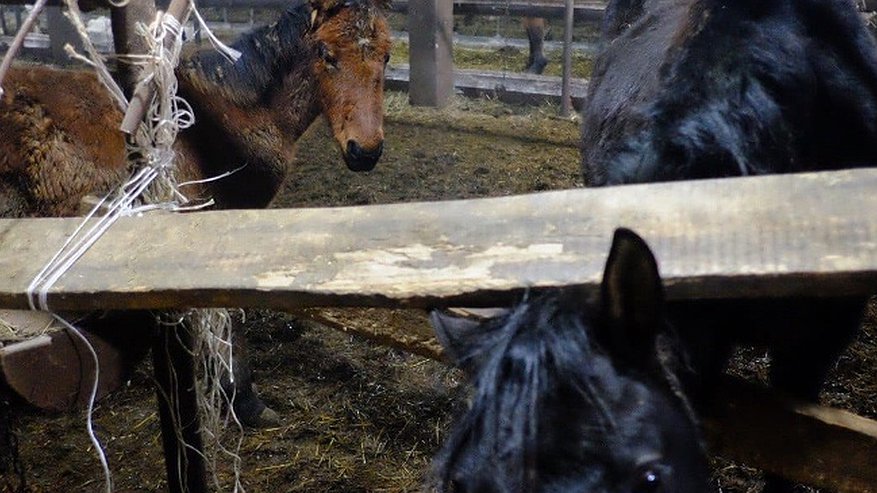Ферма смерти: в Кировской области посчитали, сколько животных там погибло из-за плохой еды