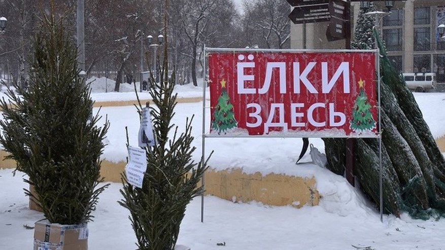 Где в Кирове купить новогоднюю ель: восемь мест