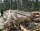 Лесничий в Кировской области два года скрывал незаконные рубки деревьев