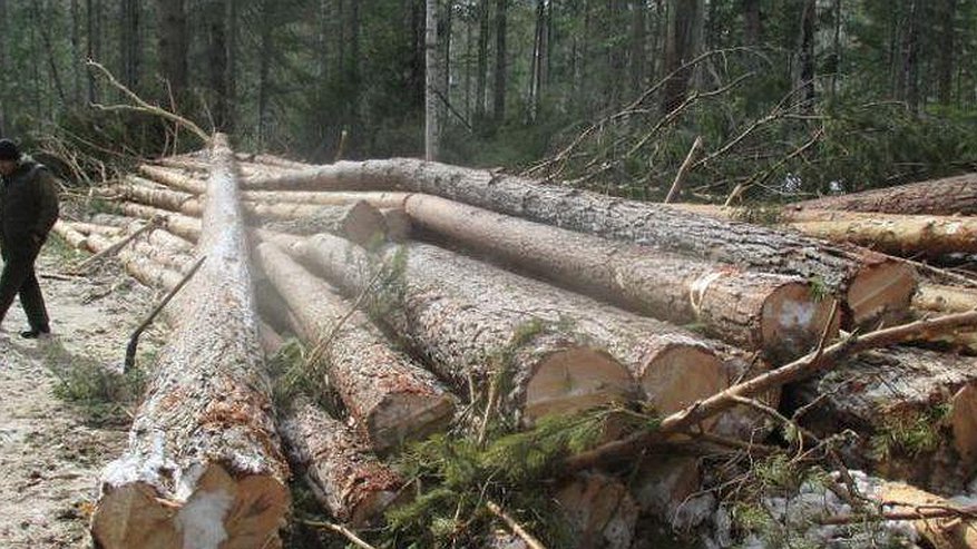 Лесничий в Кировской области два года скрывал незаконные рубки деревьев
