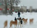 Бездомные собаки покусали двух школьниц в Кировской области