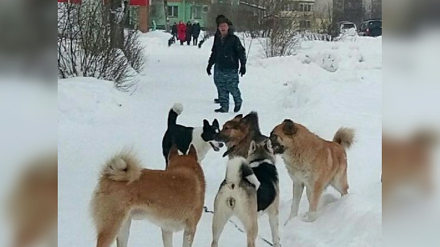 Бездомные собаки покусали двух школьниц в Кировской области