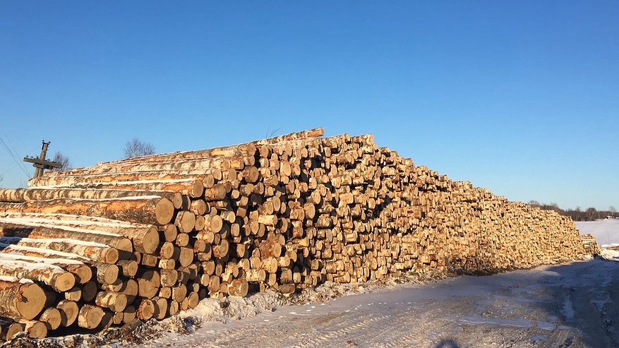 Жителя Кировской области осудят за рубку нескольких тысяч деревьев на 37 млн рублей