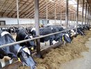 Начинающие фермеры Кировской области могут получить до 200 тысяч рублей