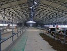 В Сунском районе открыли первую новомодную коровью ферму с доильными установками