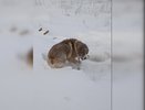 Жительница Яранска проехала 2,5 км на лыжах, чтобы спасти замерзающую в поле собаку